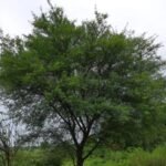 शहाबगंज प्राथमिक स्वास्थ्य केंद्र पर दिलाई गई भेदभाव समाप्त करने की शपथ