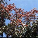 पुराने विवाद में हाईवे किनारे ताबड़तोड़ फायरिंग, चार युवक घायल