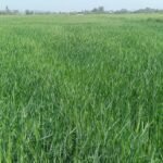 गैस वितरण में गड़बड़ी बर्दाश्त नहीं, शहाबगंज थाने में एजेंसी संचालकों के साथ पुलिस की बैठक